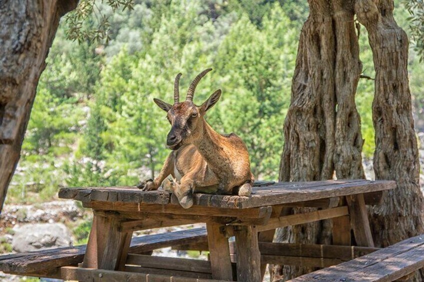 Samaria Gorge Hike