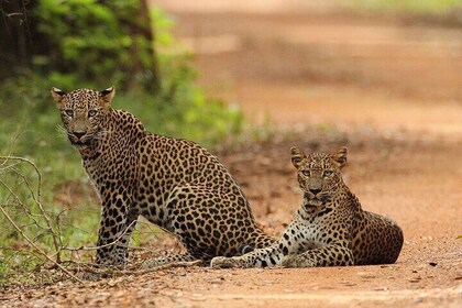 Yala National Park | Private Safari