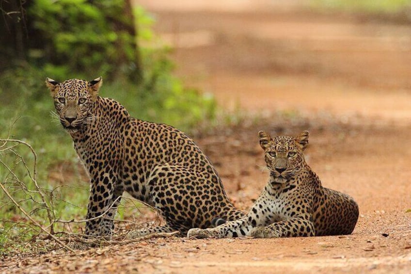 yala_national_park