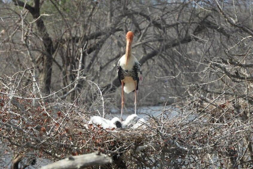 yala national park