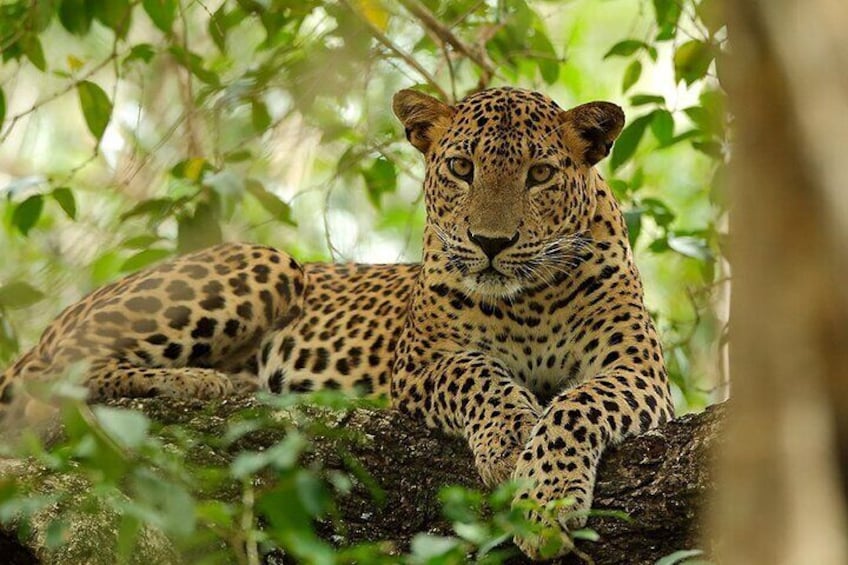 yala_national_park