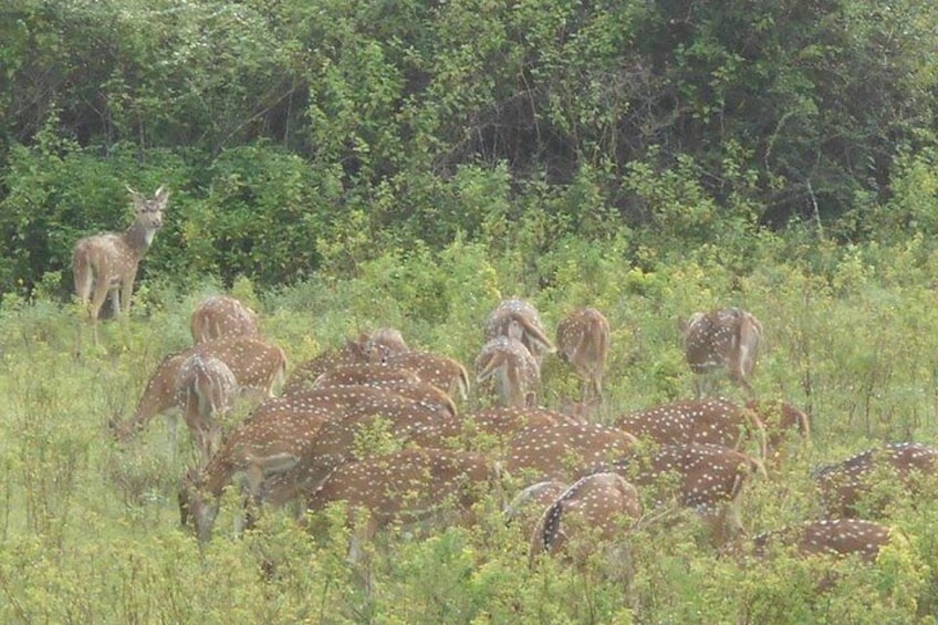 udawalawe national park 