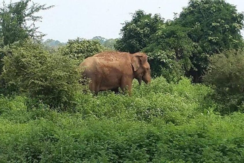 udawalawe national park