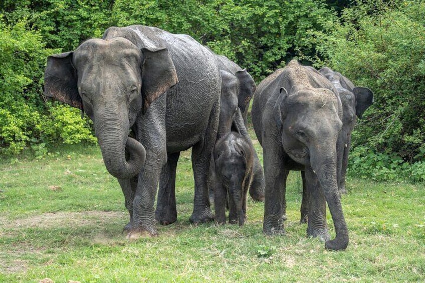 udawalawe_national_park 