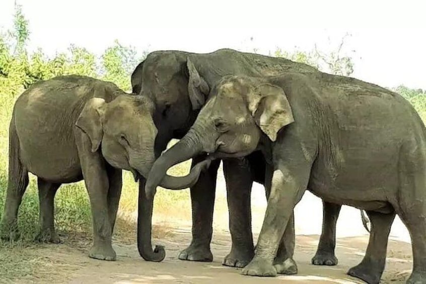 udawalawe national park