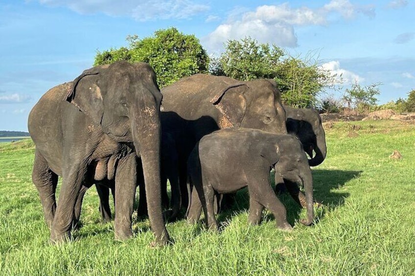 udawalawe_national_park 