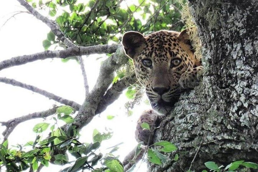 yala national park 