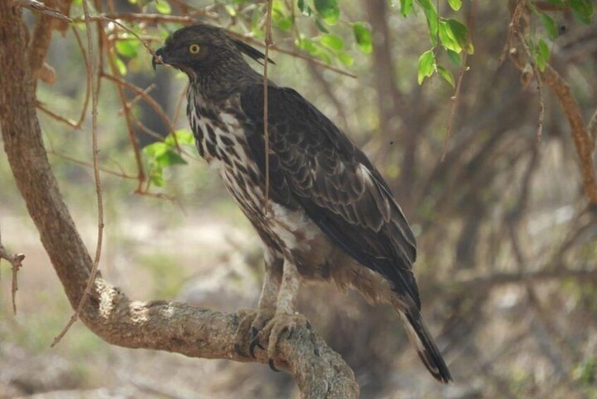 yala national park 