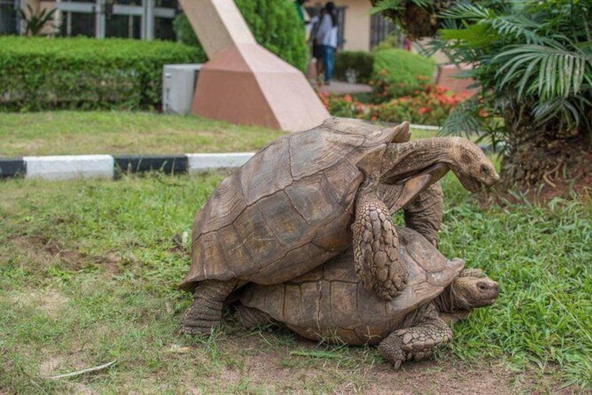 Show item 5 of 5. Giant Tortoises (96 years old)