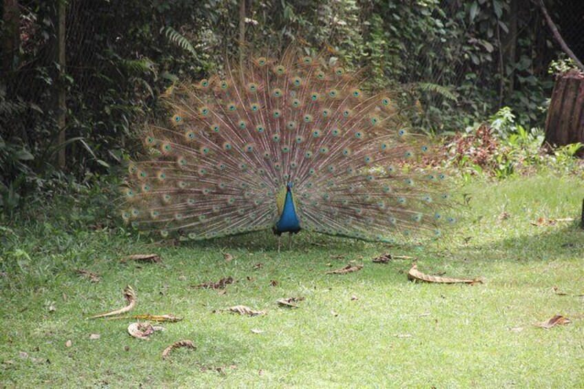 Show item 3 of 5. Peacock