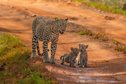 Hoteller i nærheden af Yala National Park Safari Tours