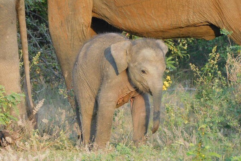 Yala National Park 5 hour Safari Tour - 2 Sessions
