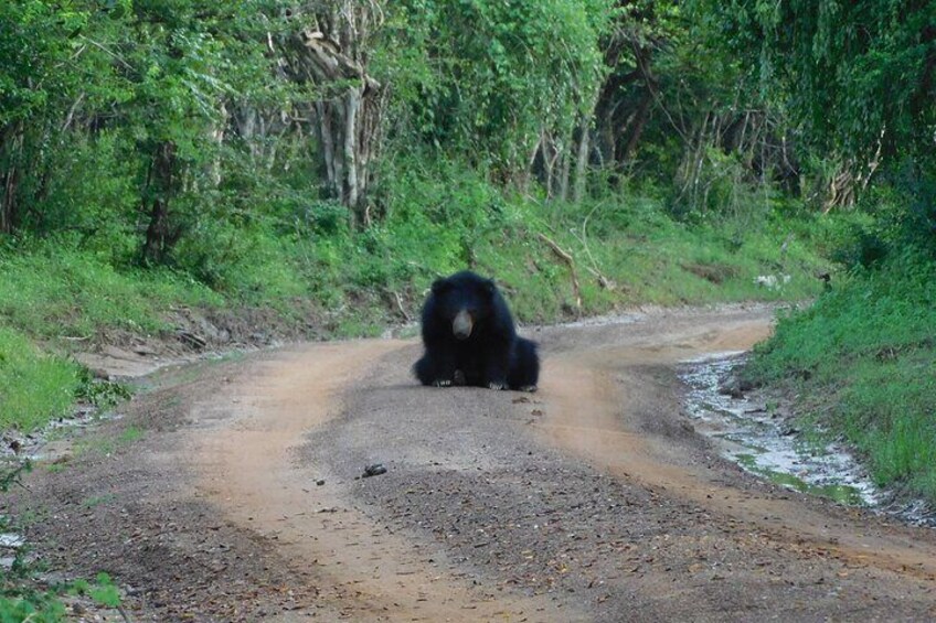 Yala National Park 5 hours Safari PRIVATE TOURS - 2 Sessions 