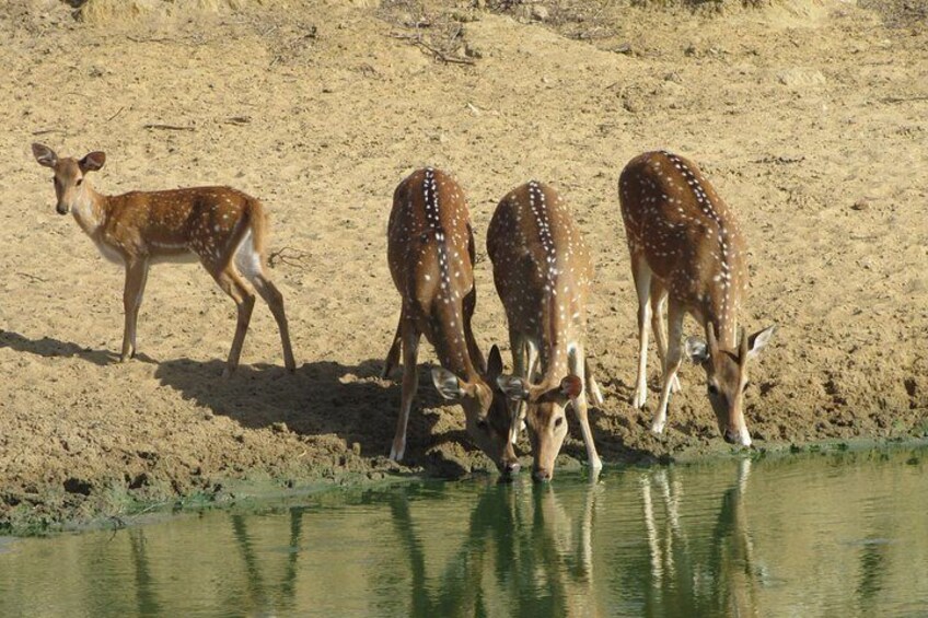 Yala National Park 5 hour Safari Tour - 2 Sessions