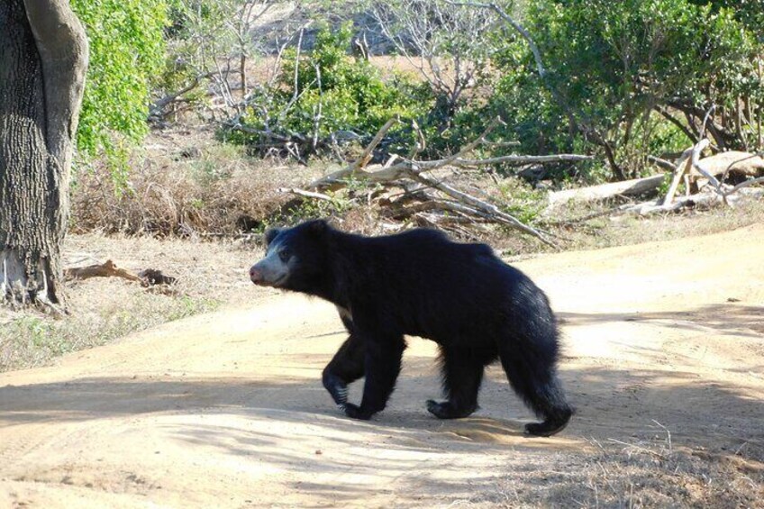 Yala National Park 5 hours Safari PRIVATE TOURS - 2 Sessions 