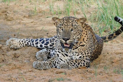 Yala National Park Safari Tours - Half Day & Full Day