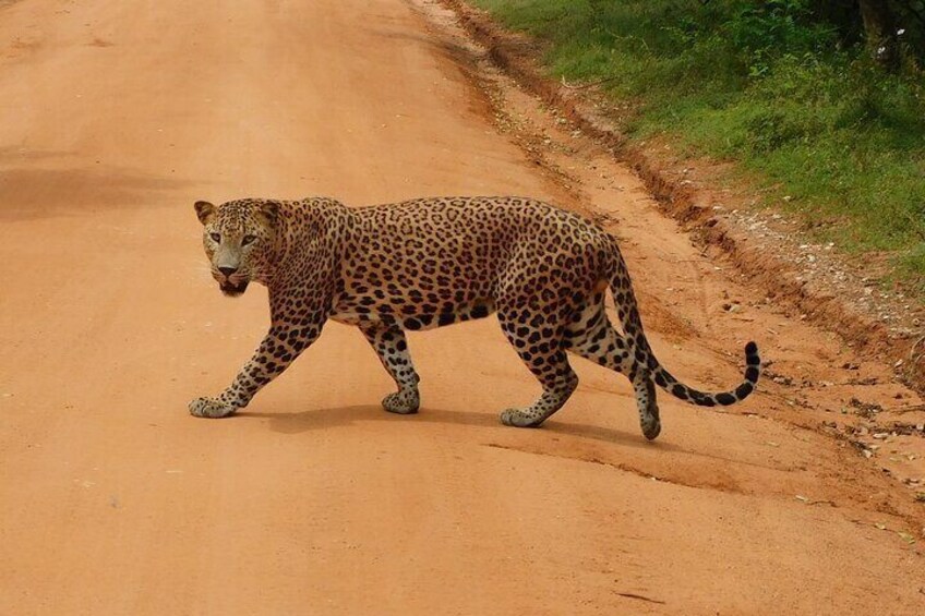 Yala National Park Safari Tours - Half Day & Full Day