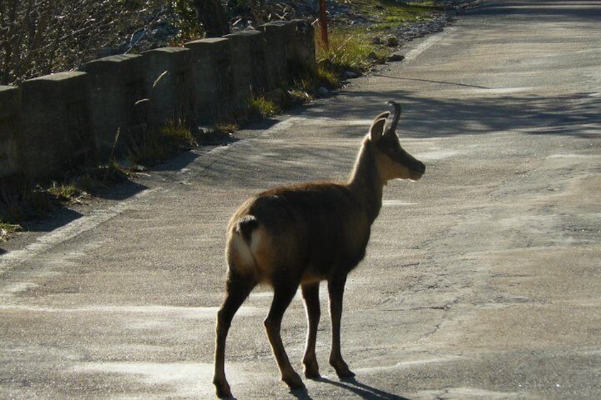 Chamois search salt on the road of Pyrenees in winter https://sites.google.com/view/watchwildlife