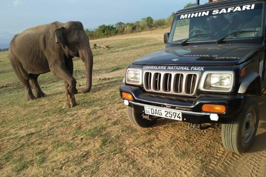 udawalawe national park 