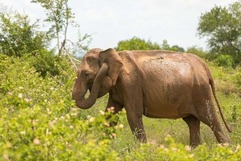 udawalawe national park