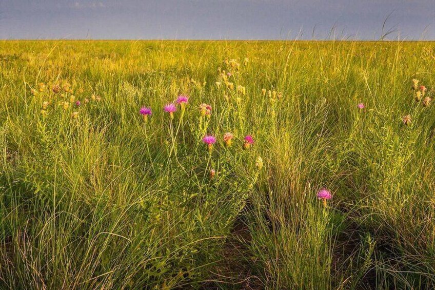 7 days Great Gobi Tour 