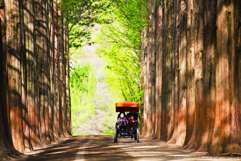 Nami Island & Petite France