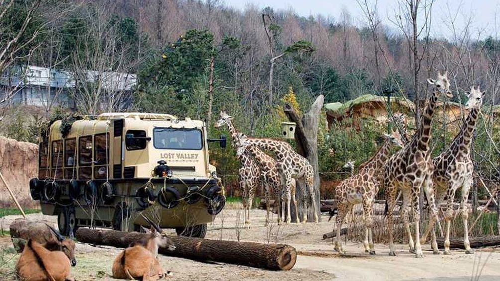 Wildlife safari at Everland Theme Park in Seoul