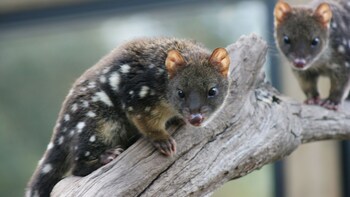 Tasmanian Devil Night Feeding Tour