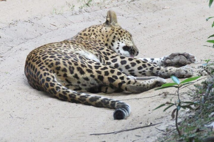 Wilpattu National Park | Private Safari Tours