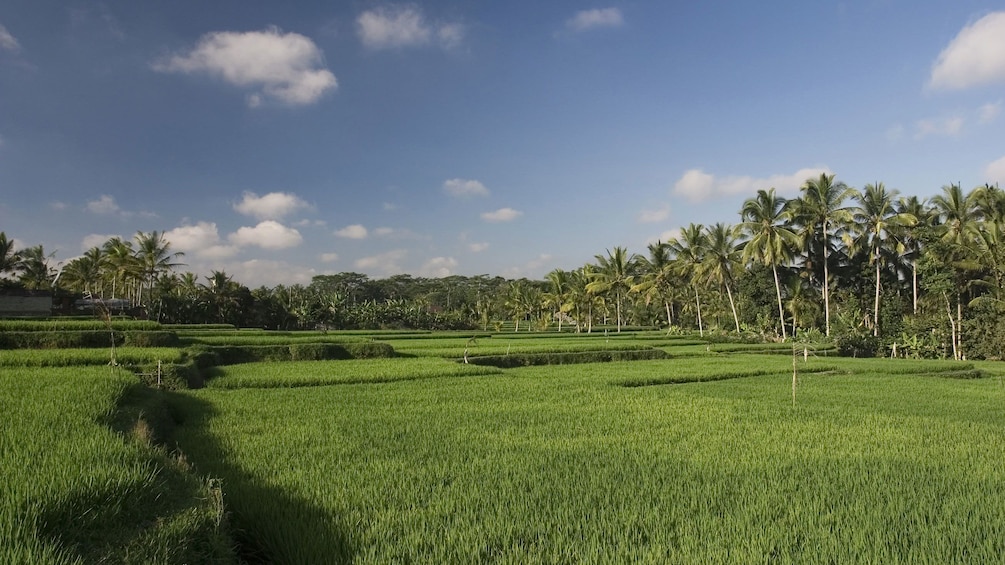 Rice field with palm trees on a sunny day in Sekinchan