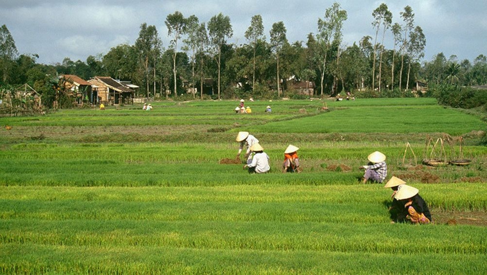 Farmers harvesting rice form a field in Sekinchan