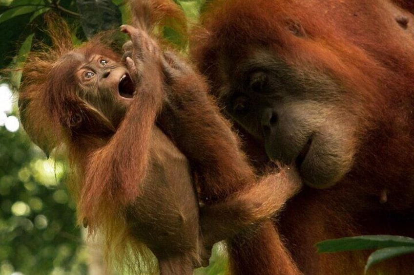 CHICKEN TREK 4 Hours JungleTrekking + RAFTING (see Orangutan)