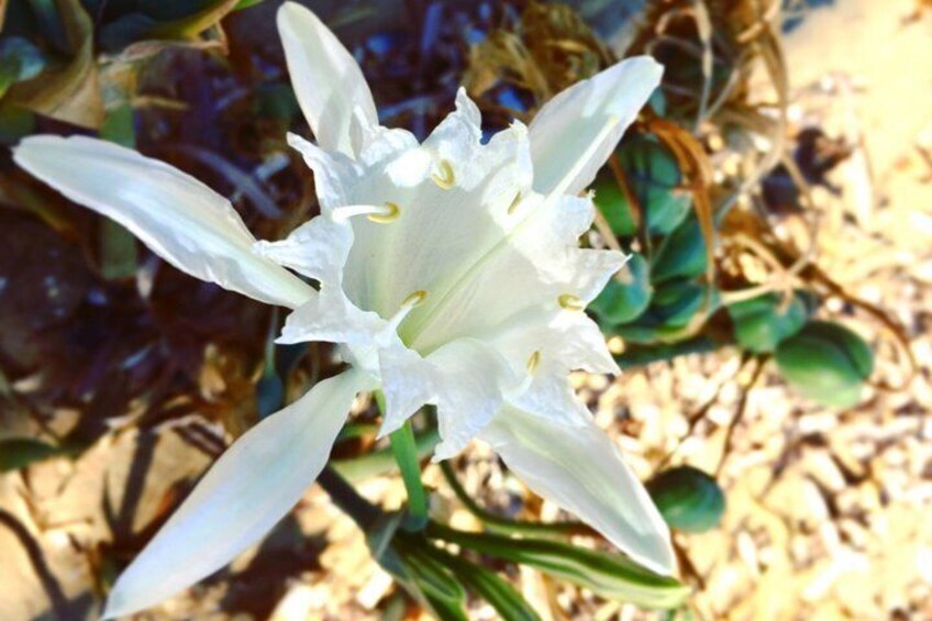 Amazing Beach Hike in Paros