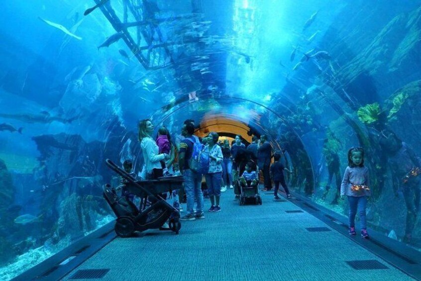 Burj Khalifa, Dubai aquarium and Underwater zoo Combo