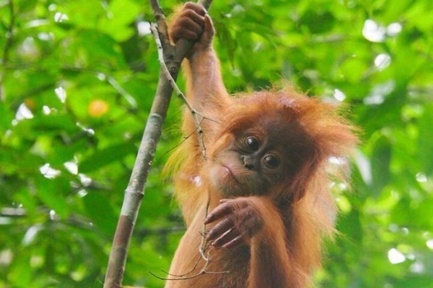 Sumatran orang utan(pongo abelii