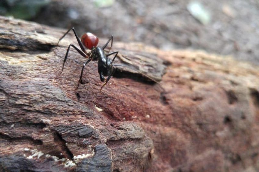 Giant ant