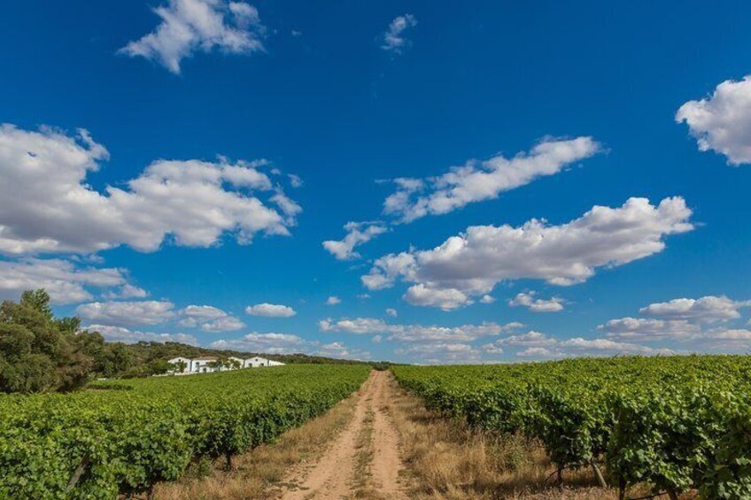 Winery Tour from Évora