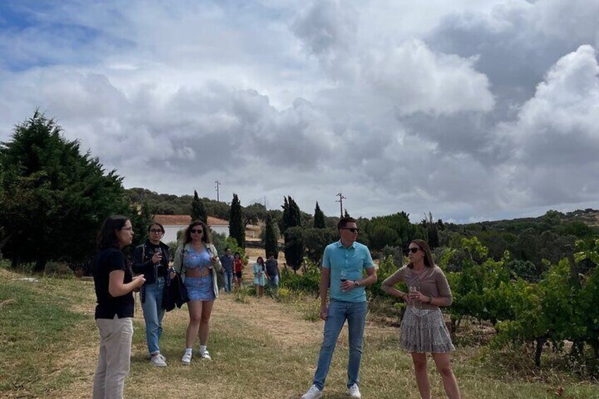 Alentejo Wine Tour from Évora