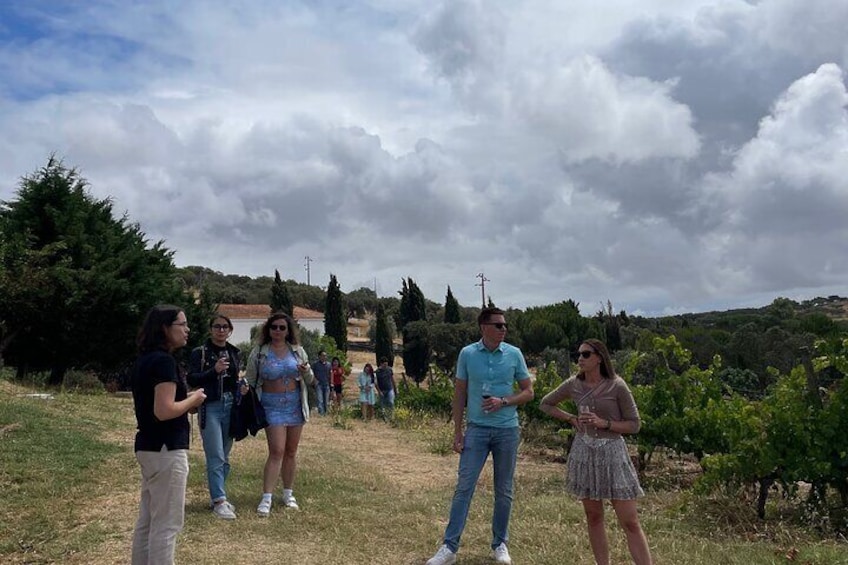 Alentejo Wine Tour from Évora