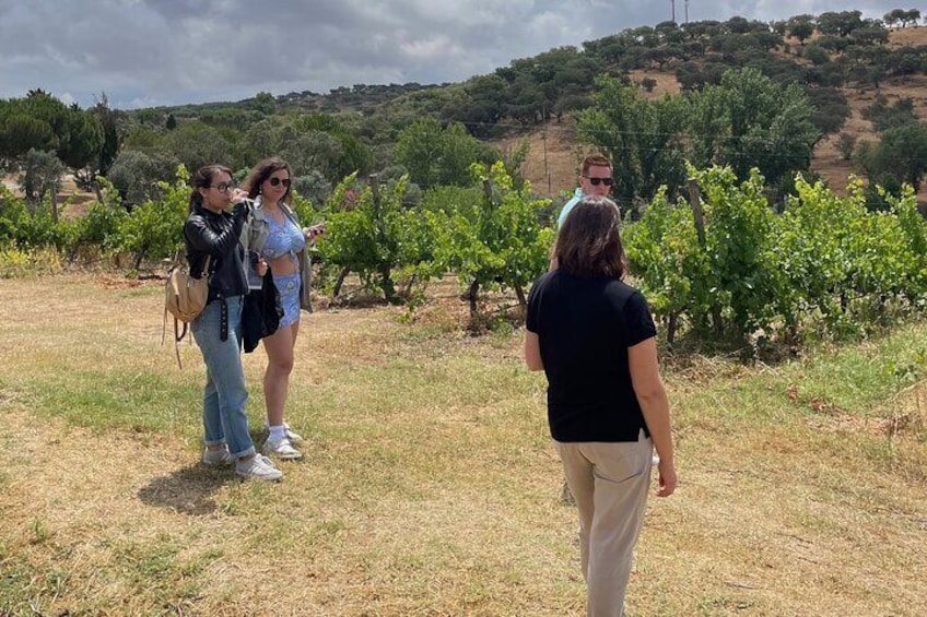 Alentejo Wine Tour from Évora