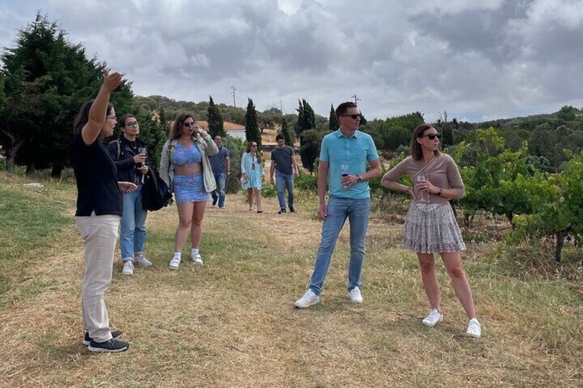 Alentejo Wine Tour from Évora