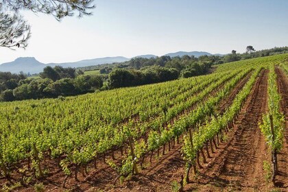 Private Day Trip: Wine Tasting Tour Including Pinic Lunch From Cannes