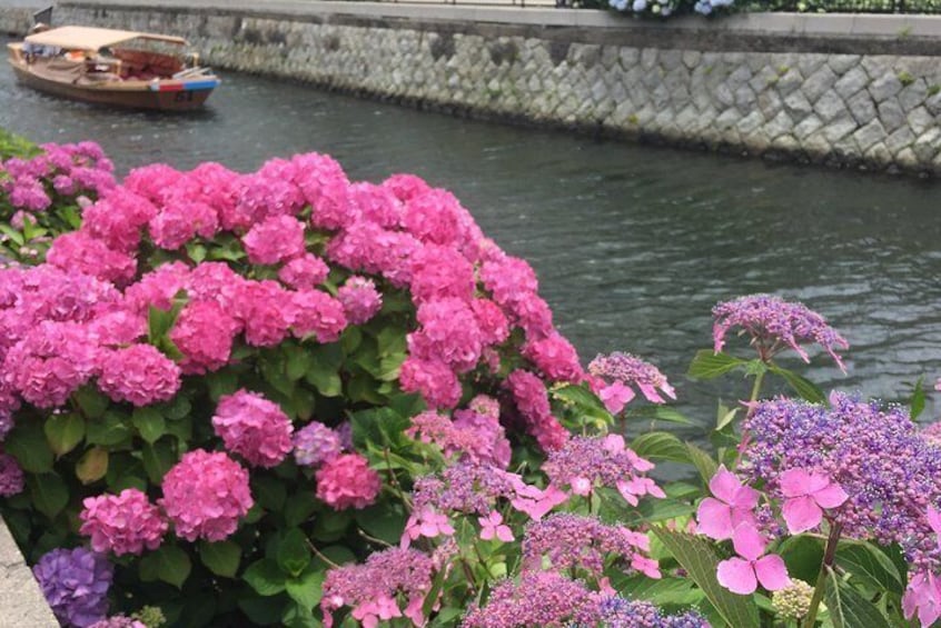 The season for hydrangea is about to come