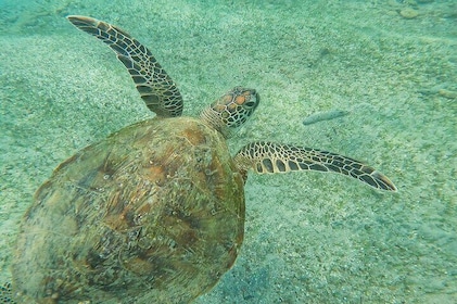 Snorkeling Turtles in Mirissa