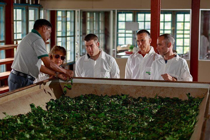 uva halpewatte tea factory tour reviews