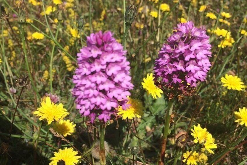 Show item 3 of 6. wild flowers