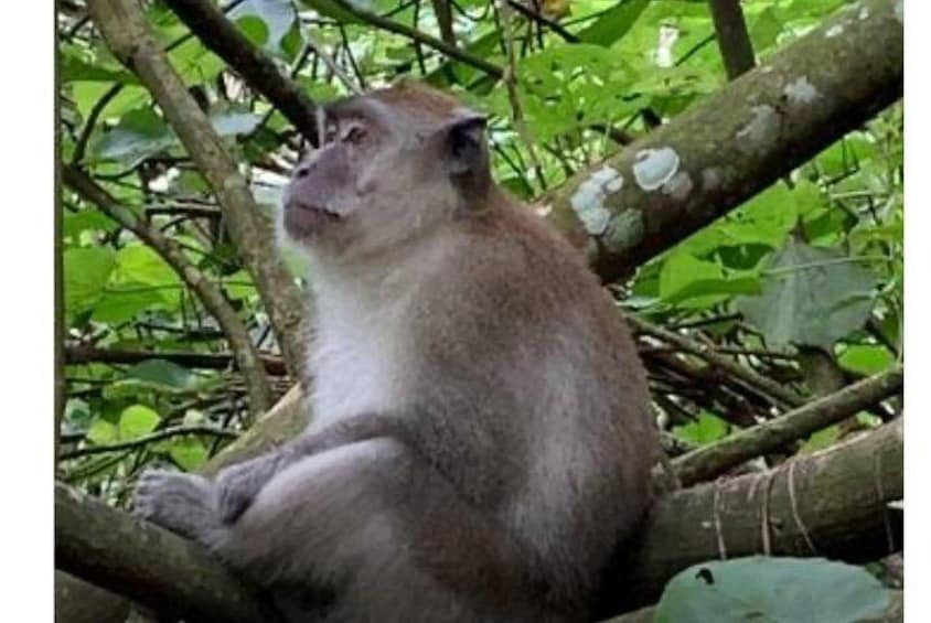 Full-Day Orangutans Adventure in Gunung Leuser
