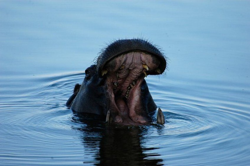 hippo in water