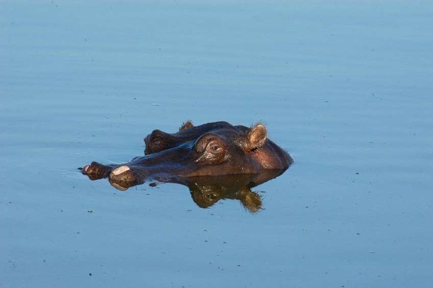 a hippo in water