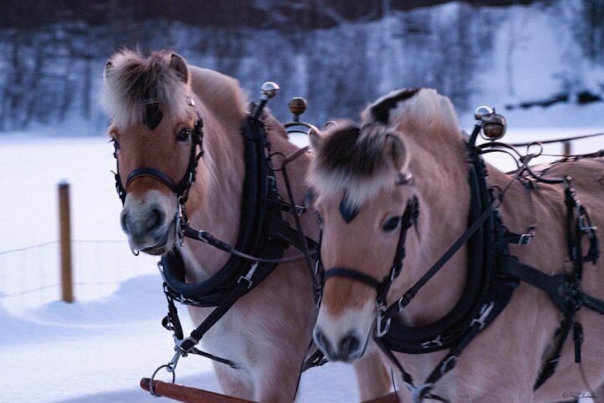 Our Norwegian Fjord Horses named Leda and Edel. 